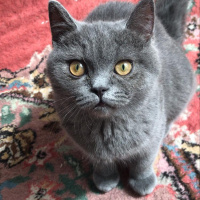 British Shorthair, Kedi  poyraz fotoğrafı