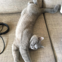 British Shorthair, Kedi  poyraz fotoğrafı
