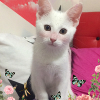 Ankara Kedisi, Kedi  Mia fotoğrafı