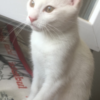 Ankara Kedisi, Kedi  Mia fotoğrafı