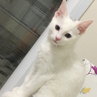 Ankara Kedisi, Kedi  Mia fotoğrafı