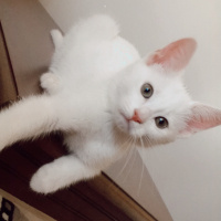 Ankara Kedisi, Kedi  Mia fotoğrafı
