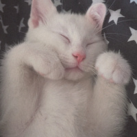 Ankara Kedisi, Kedi  Mia fotoğrafı