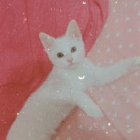 Ankara Kedisi, Kedi  Mia fotoğrafı