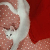 Ankara Kedisi, Kedi  Mia fotoğrafı