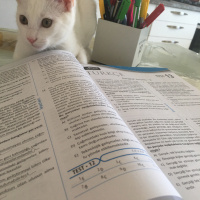 Ankara Kedisi, Kedi  Mia fotoğrafı