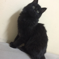 Tekir Kedi, Kedi  ŞİLA fotoğrafı