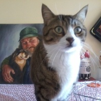 Tekir Kedi, Kedi  bebeto fotoğrafı