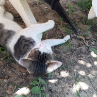 Soke, Kedi  Mıncır fotoğrafı