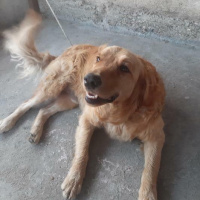 Golden Retriever, Köpek  Ares fotoğrafı