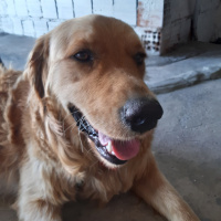 Golden Retriever, Köpek  Ares fotoğrafı