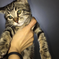 Tekir Kedi, Kedi  Hera fotoğrafı