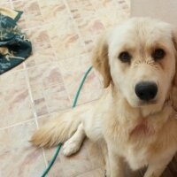 Golden Retriever, Köpek  Tarçın fotoğrafı