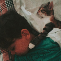 Tekir Kedi, Kedi  Sufle fotoğrafı