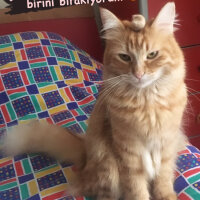 Sarman, Kedi  Eevee fotoğrafı