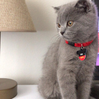 İran Kedisi (Persian), Kedi  Dori fotoğrafı