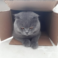 İran Kedisi (Persian), Kedi  Dori fotoğrafı