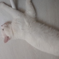 İran Kedisi (Persian), Kedi  Dori fotoğrafı