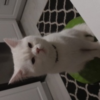 İran Kedisi (Persian), Kedi  Dori fotoğrafı