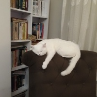 İran Kedisi (Persian), Kedi  Dori fotoğrafı