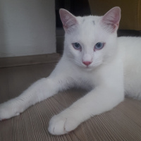 Van Kedisi, Kedi  Sütlaç fotoğrafı