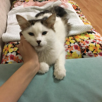 Tekir Kedi, Kedi  Mia fotoğrafı