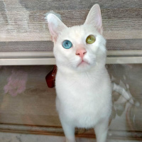 Van Kedisi, Kedi  Behlül fotoğrafı