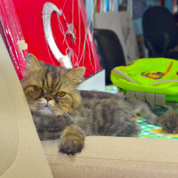 Chinchilla, Kedi  chocolate fotoğrafı