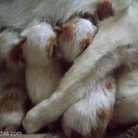 Tekir Kedi, Kedi  KORNİŞON fotoğrafı