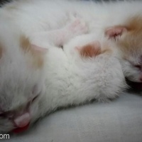 Tekir Kedi, Kedi  KORNİŞON fotoğrafı