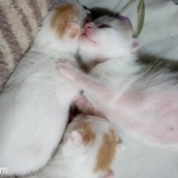 Tekir Kedi, Kedi  KORNİŞON fotoğrafı