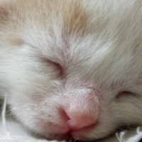 Tekir Kedi, Kedi  KORNİŞON fotoğrafı