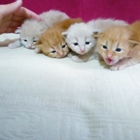 İran Kedisi (Persian), Kedi  Yavrucuklar fotoğrafı