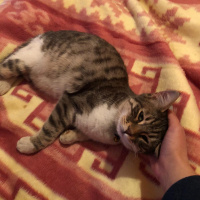 Tekir Kedi, Kedi  Duman fotoğrafı