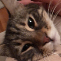 Tekir Kedi, Kedi  Duman fotoğrafı
