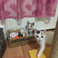  Kedi  Maya  fotoğrafı