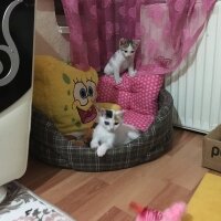  Kedi  Maya  fotoğrafı