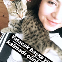 Tekir Kedi, Kedi  Pepee fotoğrafı