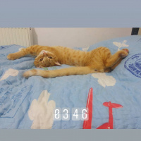 British Shorthair, Kedi  Limon fotoğrafı