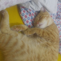 British Shorthair, Kedi  Limon fotoğrafı
