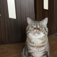 Exotic Shorthair, Kedi  Kaju fotoğrafı