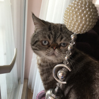 Exotic Shorthair, Kedi  Kaju fotoğrafı