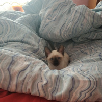 Siyam Kedisi, Kedi  Nora fotoğrafı