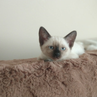 Siyam Kedisi, Kedi  Nora fotoğrafı