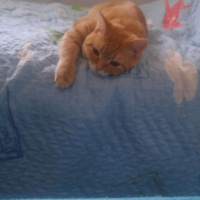 British Shorthair, Kedi  Limon fotoğrafı