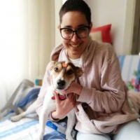 Jack Russell Terrier, Köpek  Simba fotoğrafı