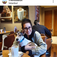 Jack Russell Terrier, Köpek  Simba fotoğrafı