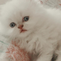 İran Kedisi (Persian), Kedi  Lera fotoğrafı