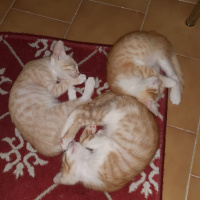 Tekir Kedi, Kedi  Topaç cimcime filfile gülbahar fotoğrafı