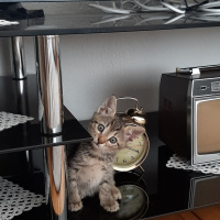 Tekir Kedi, Kedi  Tırmık fotoğrafı